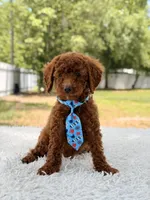 Prince - Toy , a male Miniature Goldendoodle for sale in Frostproof, FL – 10 of 10