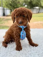 Prince - Toy , a male Miniature Goldendoodle for sale in Frostproof, FL – 3 of 10