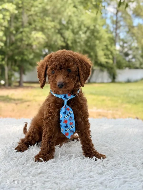Prince - Toy  – Miniature Goldendoodle puppy for sale in Frostproof, FL