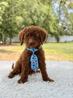 Prince - Toy , a male Miniature Goldendoodle for sale in Frostproof, FL – 1 of 10
