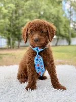 Prince - Toy , a male Miniature Goldendoodle for sale in Frostproof, FL – 8 of 10