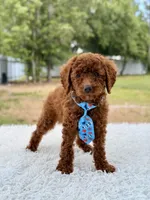 Prince - Toy , a male Miniature Goldendoodle for sale in Frostproof, FL – 5 of 10