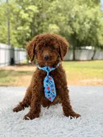 Prince - Toy , a male Miniature Goldendoodle for sale in Frostproof, FL – 2 of 10