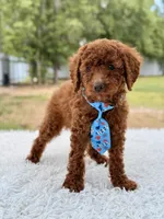 Prince - Toy , a male Miniature Goldendoodle for sale in Frostproof, FL – 4 of 10