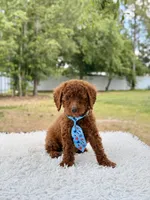Prince - Toy , a male Miniature Goldendoodle for sale in Frostproof, FL – 9 of 10
