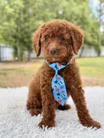 Prince - Toy , a male Miniature Goldendoodle for sale in Frostproof, FL – 7 of 10