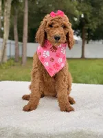 Emmy - F1b Standard Female , a female Goldendoodle for sale in Frostproof, FL – 6 of 9
