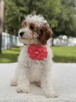 Flower , a female Cavapoo for sale in Frostproof, FL – 4 of 9