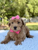 Melody - Mini , a female Miniature Goldendoodle for sale in Frostproof, FL – 3 of 9