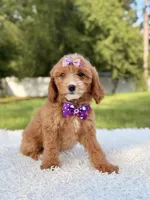 Amaya , a female Cavapoo for sale in Frostproof, FL – 3 of 10