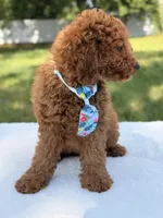 Simba - Mini, a male Miniature Goldendoodle for sale in Frostproof, FL – 5 of 10