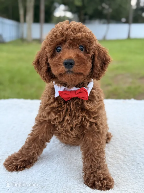 Jimmy F1b Toy – Miniature Goldendoodle puppy for sale in Frostproof, FL