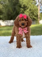 Ariel , a female Cavapoo for sale in Frostproof, FL – 3 of 10