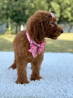 Dream - F1b Standard , a female Goldendoodle for sale in Frostproof, FL – 4 of 9