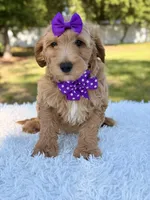 Moon , a female Miniature Goldendoodle for sale in Frostproof, FL – 2 of 9