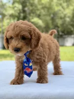 Theodore - F1b Mini Goldendoodle male , a male Miniature Goldendoodle for sale in Frostproof, FL – 9 of 10