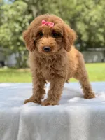 Treasure - F1b Mini Goldendoodle Female , a female Miniature Goldendoodle for sale in Frostproof, FL – 3 of 10