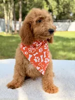 Trevor - F1b Mini Goldendoodle Male, a male Goldendoodle and Miniature Goldendoodle for sale in Frostproof, FL – 2 of 10