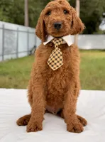 Ernest - F1b Standard Male , a male Goldendoodle for sale in Frostproof, FL – 5 of 9