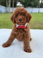 Jimmy F1b Toy, a male Miniature Goldendoodle for sale in Frostproof, FL – 3 of 8