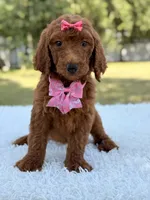 Destiny - F1b Standard Goldendoodle , a female Goldendoodle for sale in Frostproof, FL – 7 of 9