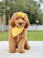 Hazel , a female Goldendoodle and Miniature Goldendoodle for sale in Frostproof, FL – 7 of 7