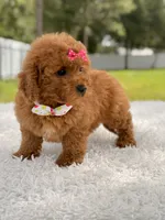 Dreamy - F1b Mini , a female Miniature Goldendoodle for sale in Frostproof, FL – 8 of 9