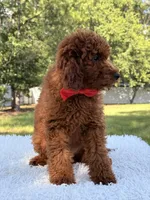Oscar - F1b Mini, a male Goldendoodle and Miniature Goldendoodle for sale in Frostproof, FL – 8 of 10