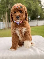 Haven - Medium Goldendoodle , a female Goldendoodle and Miniature Goldendoodle for sale in Frostproof, FL – 8 of 10