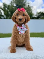 Jade - F1b Standard Goldendoodle , a female Goldendoodle for sale in Frostproof, FL – 1 of 8