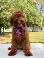 Valentina , a female Goldendoodle for sale in Frostproof, FL – 9 of 10