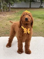 Nala , a female Goldendoodle for sale in Frostproof, FL – 3 of 10