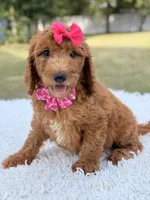 Delilah - F1b Standard Goldendoodle , a female Goldendoodle for sale in Frostproof, FL – 5 of 8