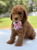 Tinker - F1b Mini Goldendoodle Female , a female Miniature Goldendoodle for sale in Frostproof, FL – 8 of 10
