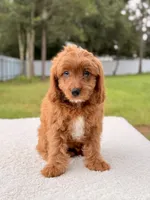 Cooper , a male Cavapoo for sale in Frostproof, FL – 6 of 8