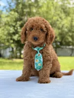 Thiago - F1b Mini Goldendoodle , a male Miniature Goldendoodle for sale in Frostproof, FL – 7 of 10