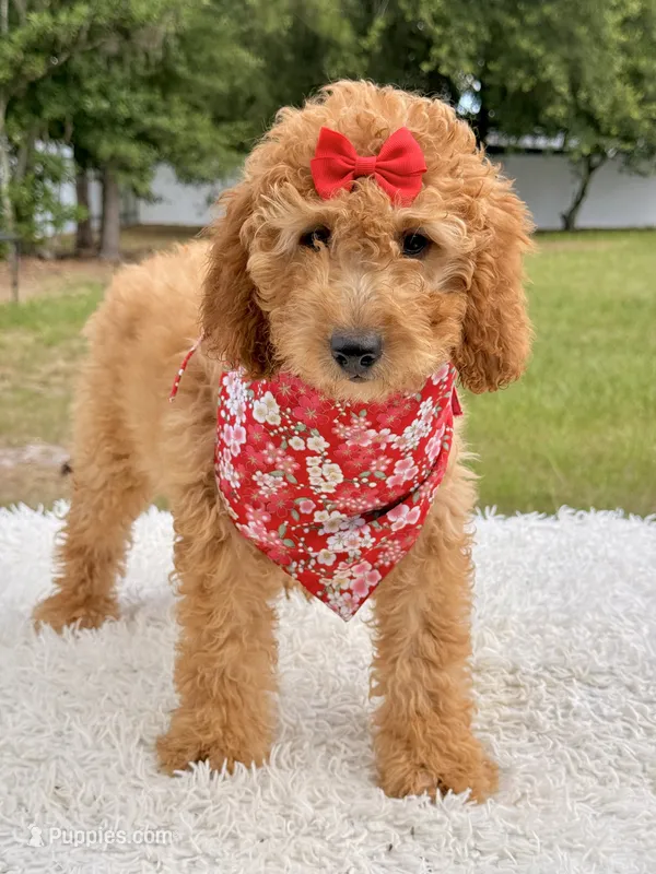 Cassie  – Miniature Goldendoodle puppy for sale in Frostproof, FL
