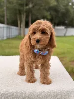 Callie , a female Cavapoo for sale in Frostproof, FL – 7 of 8
