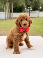 Harley - Medium Goldendoodle , a male Goldendoodle and Miniature Goldendoodle for sale in Frostproof, FL – 4 of 9