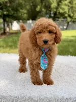 Manny , a male Miniature Goldendoodle for sale in Frostproof, FL – 10 of 10