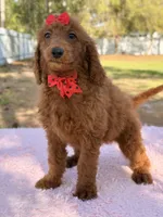 Kira , a female Goldendoodle for sale in Frostproof, FL – Photo 9 of 10