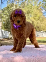 Valentina F1b Standard , a female Goldendoodle for sale in Frostproof, FL – Photo 4 of 10