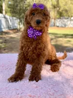 Valentina F1b Standard , a female Goldendoodle for sale in Frostproof, FL – Photo 2 of 10