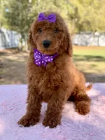 Valentina F1b Standard , a female Goldendoodle for sale in Frostproof, FL – Photo 7 of 10