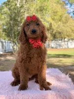Kira , a female Goldendoodle for sale in Frostproof, FL – Photo 8 of 10
