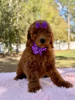 Valentina F1b Standard , a female Goldendoodle for sale in Frostproof, FL – Photo 9 of 10