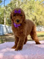 Valentina F1b Standard , a female Goldendoodle for sale in Frostproof, FL – Photo 5 of 10