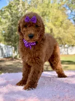 Valentina F1b Standard , a female Goldendoodle for sale in Frostproof, FL – Photo 3 of 10