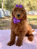 Valentina F1b Standard , a female Goldendoodle for sale in Frostproof, FL – Photo 1 of 10