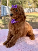 Valentina F1b Standard , a female Goldendoodle for sale in Frostproof, FL – Photo 10 of 10